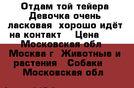 Отдам той-тейера.Девочка,очень ласковая, хорошо идёт на контакт. › Цена ­ 0 - Московская обл., Москва г. Животные и растения » Собаки   . Московская обл.